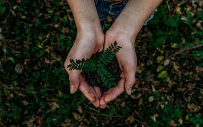 How to Be More Environmentally Conscious