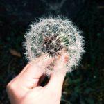 3 Home Remedies for Allergies