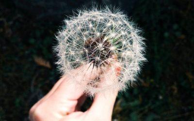 3 Home Remedies for Allergies