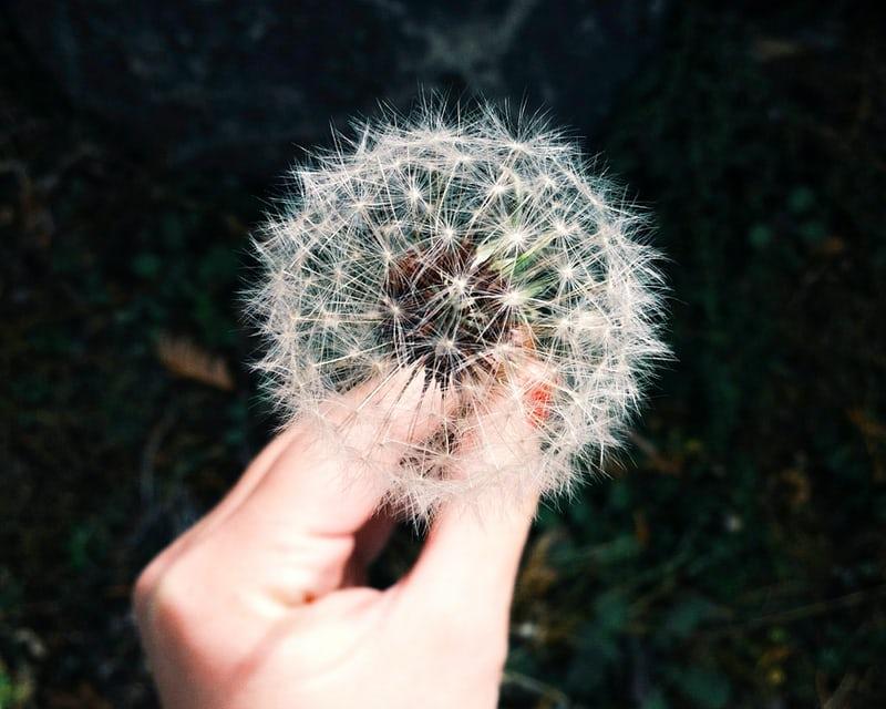 3 Home Remedies for Allergies