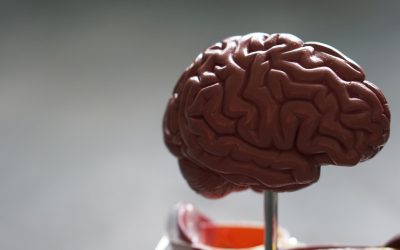 What is Executive Function?