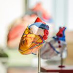 Best Ways to Improve Cardiovascular Health
