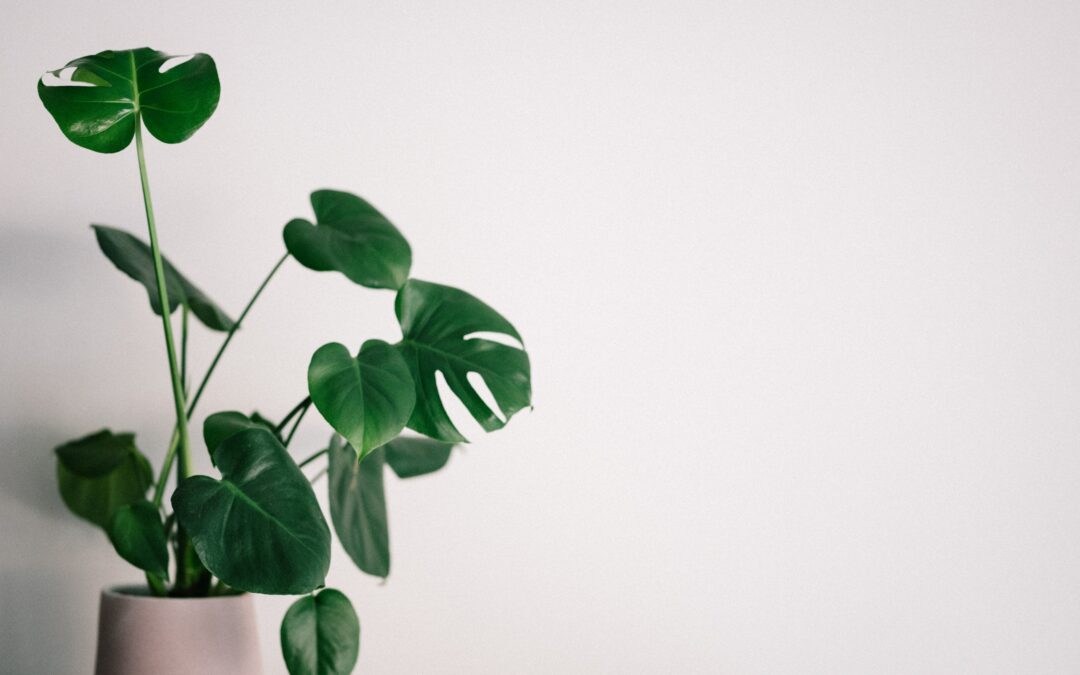 Why Are Plants Good For Your Home?