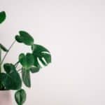 Why Are Plants Good For Your Home?