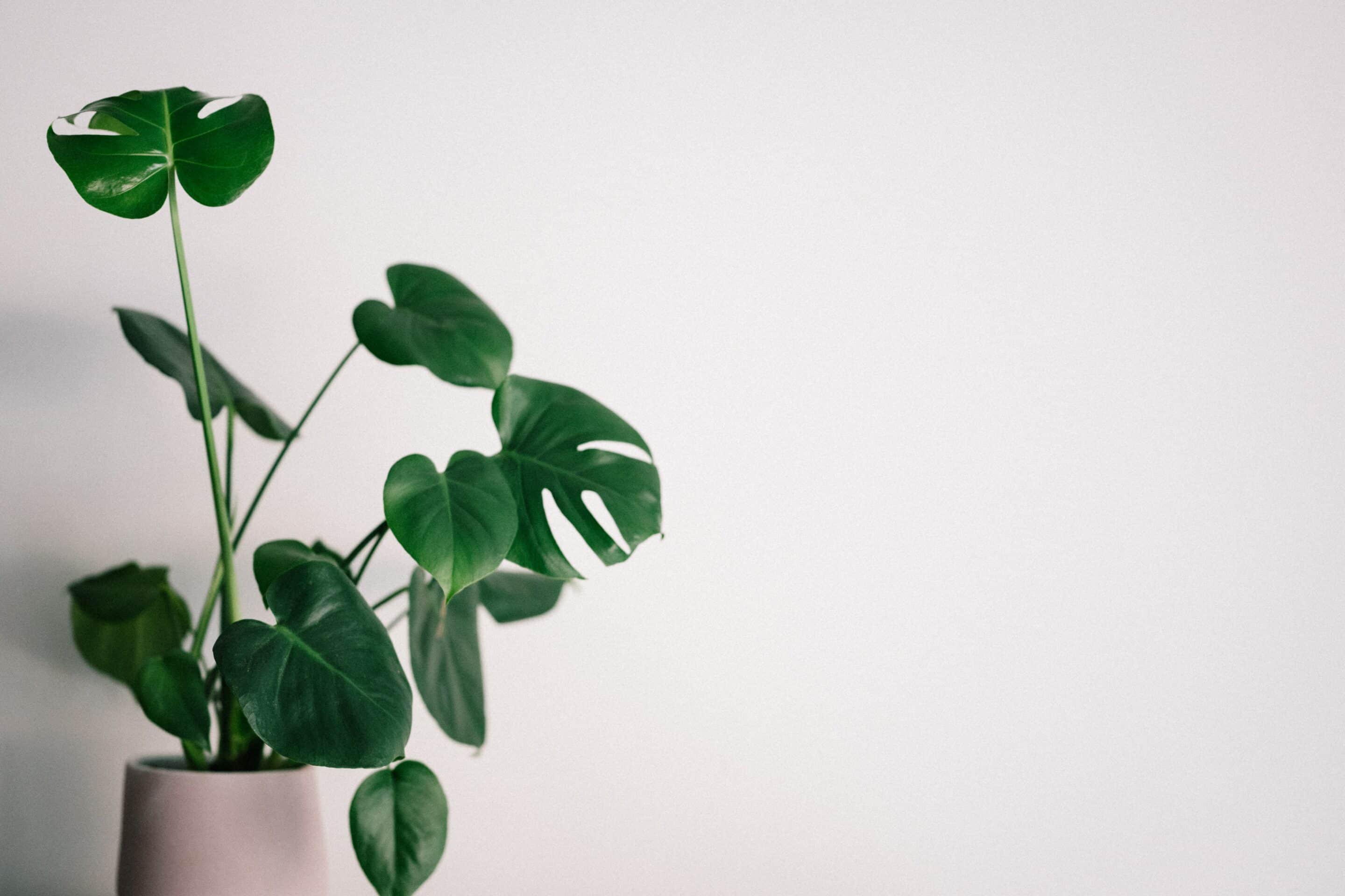 why are plants good for your home